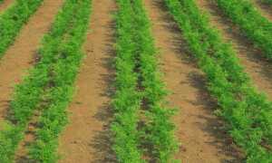 Посадка моркви в 2020 році | коли садити, календар