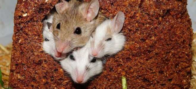 Чий 2020 рік за східним гороскопом | новий, який буде