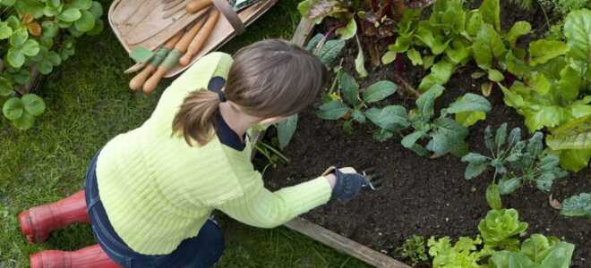 Закон про дачників з 2019 року | новий, що чекає