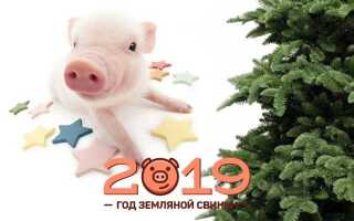 Новий 2019 рік: картинки | новорічні в рік свині