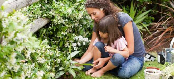 Дачна реформа з 2019 року: нова, останні новини