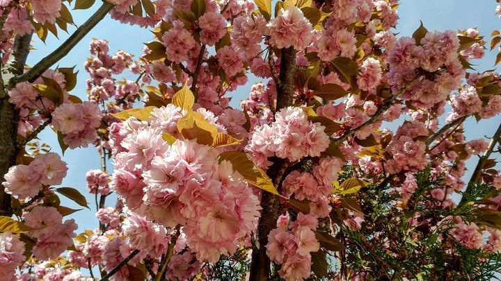 Цвітіння дерев в квітні