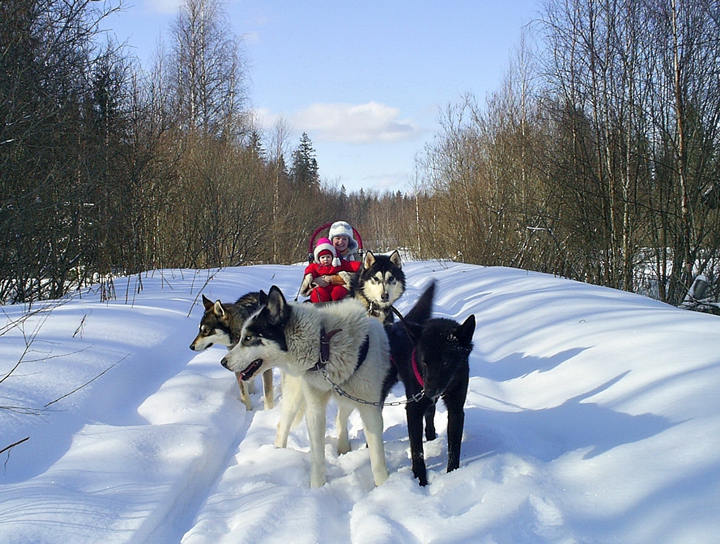 Новий рік в Карелії: їзда на собачих упряжках