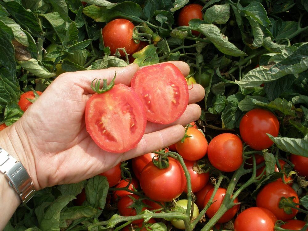 Коли садити помідори на розсаду в 2020 році за місячним календарем: сорти